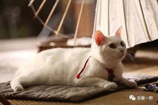 猫的电视剧,探寻神秘猫咪的奇幻之旅