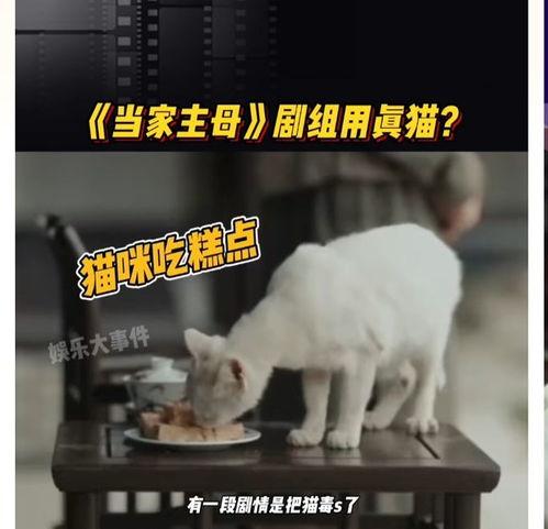 猫的电视剧,探寻神秘猫咪的奇幻之旅